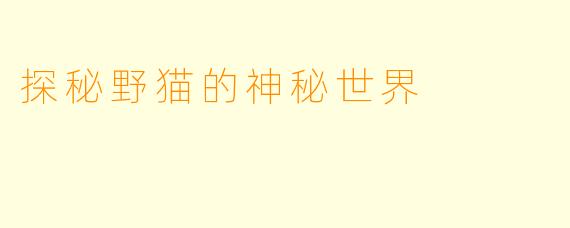 探秘野猫的神秘世界