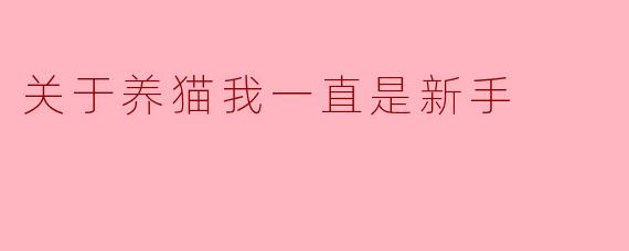 关于养猫我一直是新手