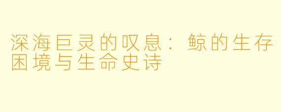 深海巨灵的叹息：鲸的生存困境与生命史诗